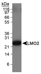 LMO2 Antibody (clone 1A9-3B11, Biotin)