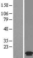 MANBAL Protein (Over-Expression Lysate Myc-DDK (Flag))