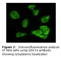 GSK3A / GSK3 Alpha Antibody (clone IgG1)