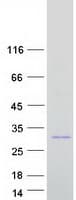 Human INS-IGF2 Protein (Recombinant Myc-DDK (Flag))