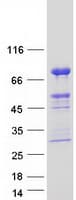 Human ZSCAN18 / ZNF447 Protein (Recombinant Myc-DDK (Flag))