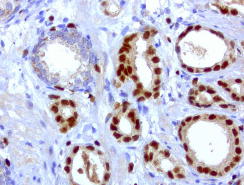 ERG Antibody (clone UMAB77, Carrier-free)
