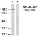 NFKB2 Antibody