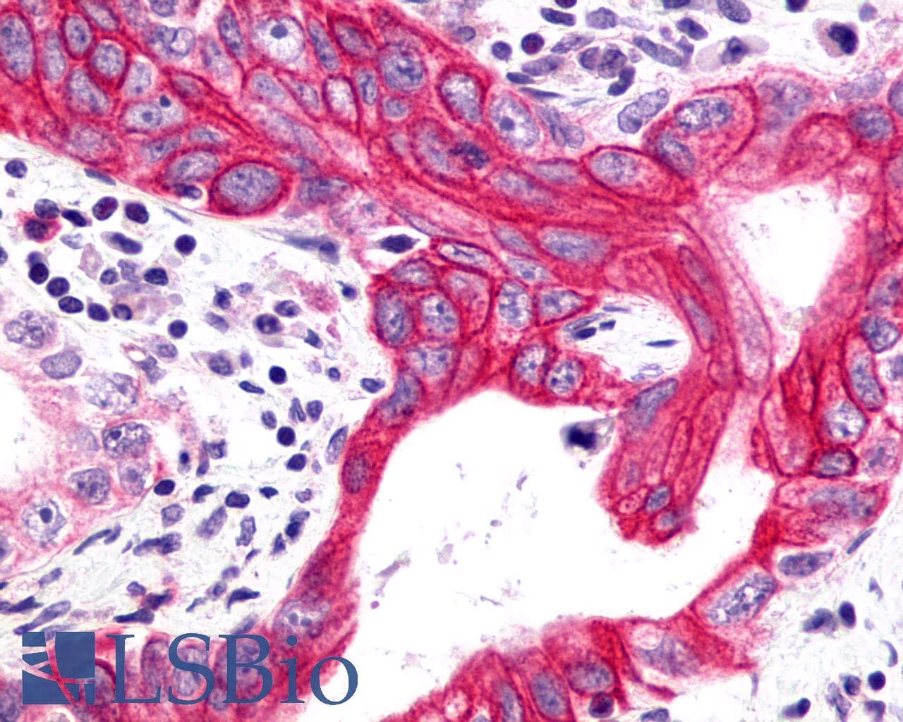 IHC-plus™ GHRHR Antibody (N-Terminus)