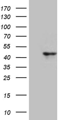 CCNI / Cyclin I Antibody (aa114-377, clone OTI3F10, Carrier-free)