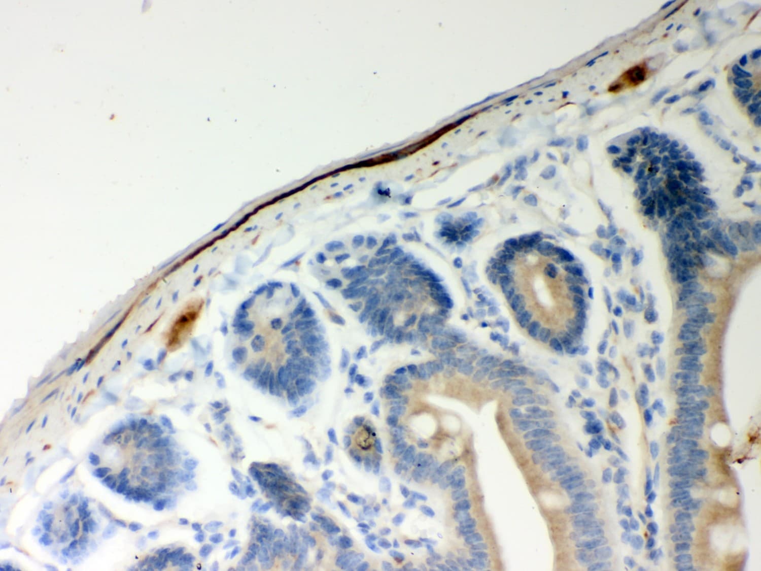 ATP5H Antibody (aa2-161)