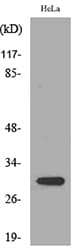 IL-33 Antibody