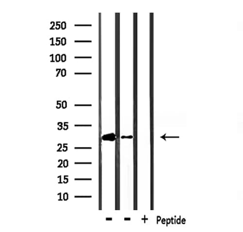 HES1 / HES-1 Antibody