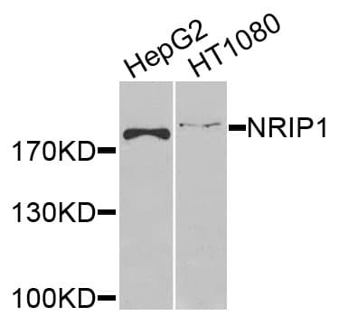 NRIP1 / RIP140 Antibody