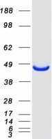Human MAT2A Protein (Recombinant Myc-DDK (Flag))