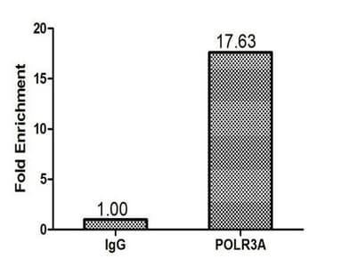 Polyclonal Rabbit anti-Human POLR3A Antibody (aa392-632, IHC)