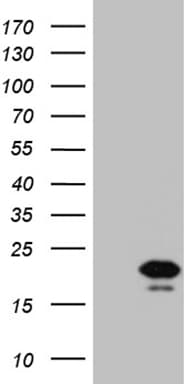 IL17B Antibody (clone OTI2A3)
