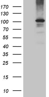AGO1 / EIF2C Antibody (aa226-490, clone OTI4G1, Carrier-free)