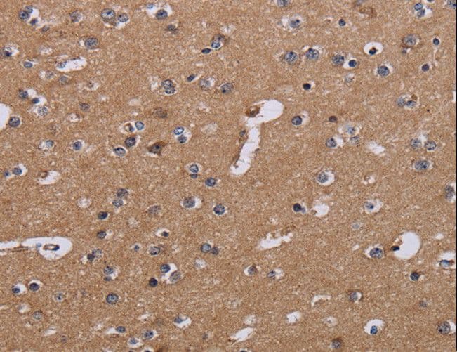 NDUFA1 Antibody