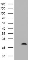 Monoclonal Mouse anti-Human ZNRD1 Antibody (clone OTI2B1, Carrier-free, IF, WB)
