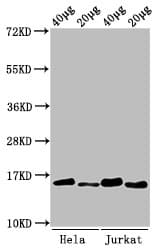 Polyclonal Rabbit anti-Human HIST1H3A Antibody (IF, WB)