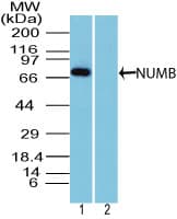 IHC-plus™ NUMB Antibody (aa1-50)
