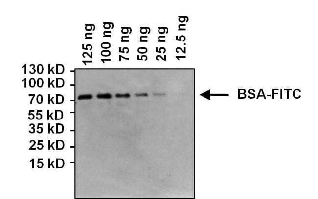 Monoclonal Mouse FITC Antibody (clone #8, WB)