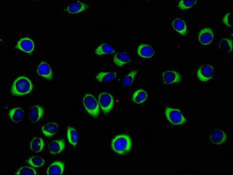 CCN4 / WISP1 Antibody