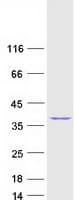 Human PITPNA Protein (Recombinant Myc-DDK (Flag))