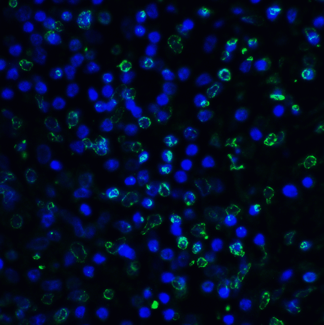 TIGIT Antibody (clone 4A11)