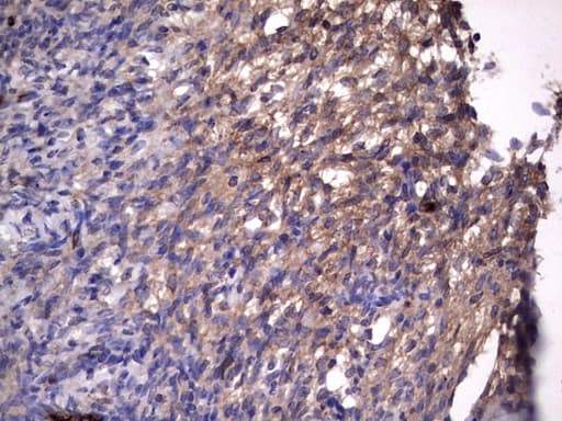 RSPO3 Antibody (aa22-272, clone 3D5, Carrier-free)