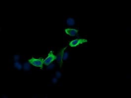 MAP2K2 / MKK2 / MEK2 Antibody (clone OTI5B4)