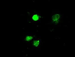 Monoclonal Mouse anti-Human MAPK1 / ERK2 Antibody (clone OTI4C2, IHC, IF, WB)