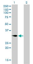CD27 Antibody (clone 1E2-A3)