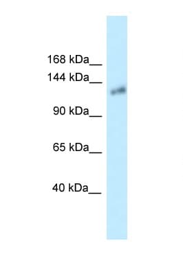 KL / Klotho Antibody (aa100-149)