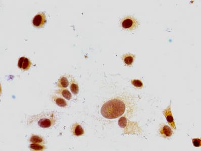 HIST1H1E Antibody