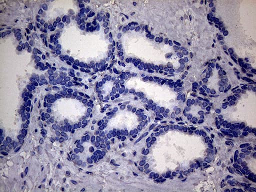 SSU72 Antibody (clone OTI5A1)