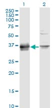 PRSS8 / Prostasin Antibody (clone 3C4)
