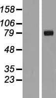 IL1RAPL2 Protein (Over-Expression Lysate Myc-DDK (Flag))