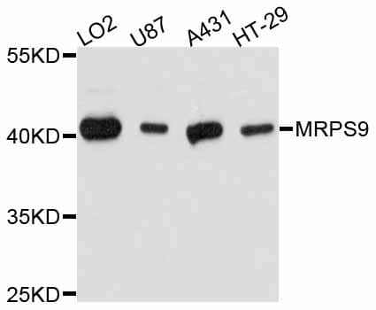 MRPS9 Antibody