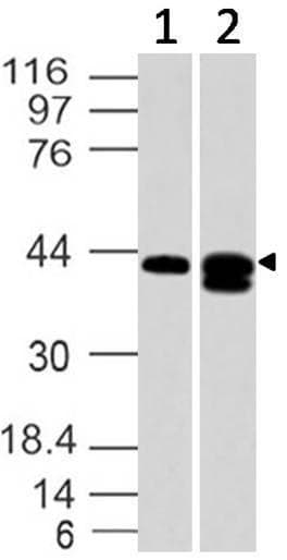 S1PR1 / EDG1 / S1P1 Antibody (aa86-382)