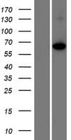 SGOL1 / Shugoshin Protein (Over-Expression Lysate Myc-DDK (Flag))