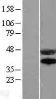 Human CD95 / FAS Protein (Over-Expression Lysate Myc-DDK (Flag))