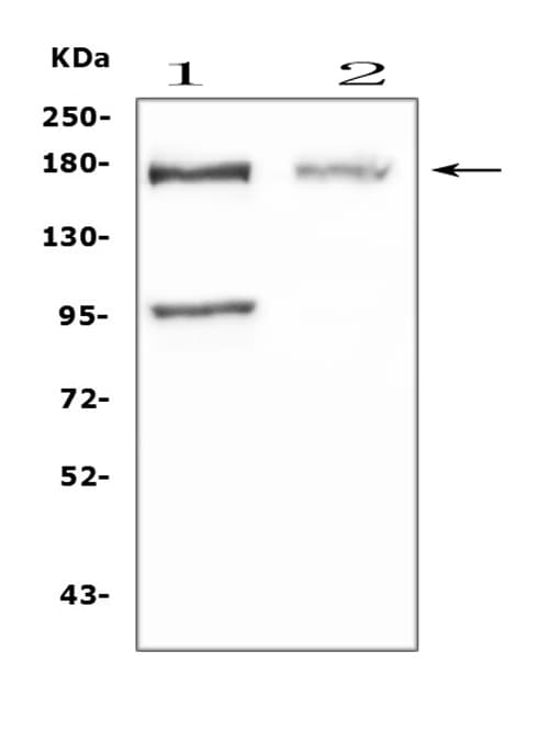 NPC / NPC1 Antibody