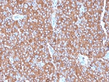 CHGA / Chromogranin A Antibody (clone LK2H10 + PHE5 + CGA414, Ready-to-Use)