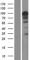 FAM193B Protein (Over-Expression Lysate Myc-DDK (Flag))