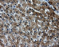 PKMYT1 Antibody (clone OTI5E1)