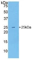 NOS1 / nNOS Antibody (aa1199-1399, APC)