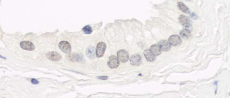 GSG2 / HASPIN Antibody (aa300-350)
