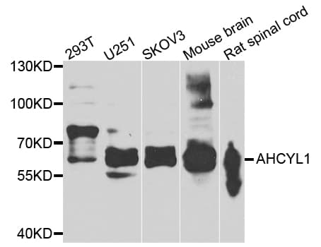AHCYL1 / DCAL Antibody