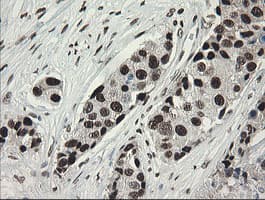 TLE1 / TLE 1 Antibody (aa180-460, clone OTI1H2, Carrier-free)