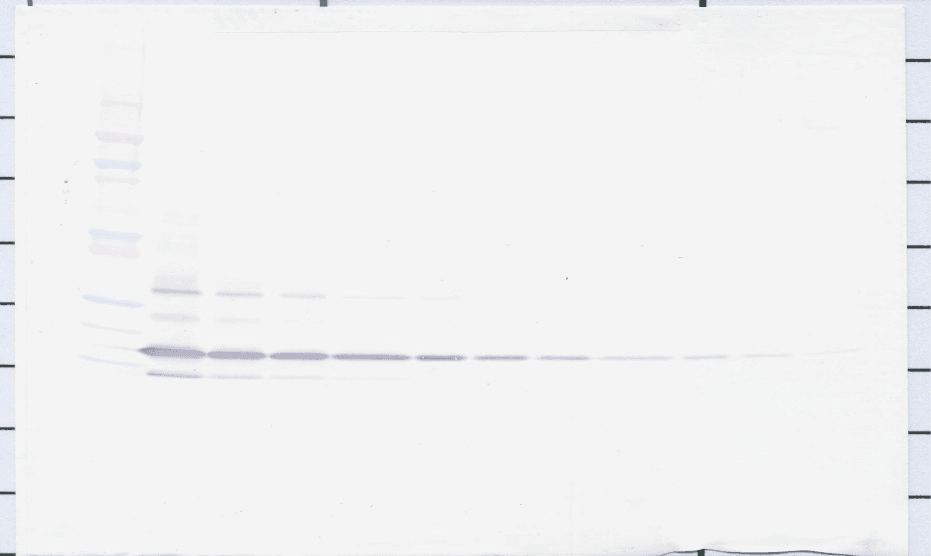 Retnlg / Fizz3 Antibody (Biotin)