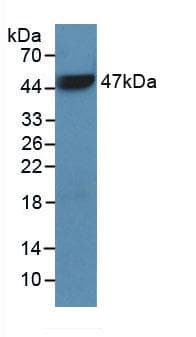 CD45 / LCA Antibody (aa193-575)