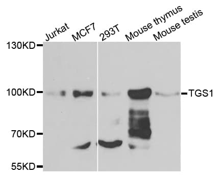 Trimethylguanosine Synthase 1 Antibody