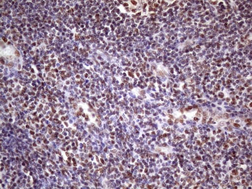 NUDT21 Antibody (aa2-227, clone OTI13H1)
